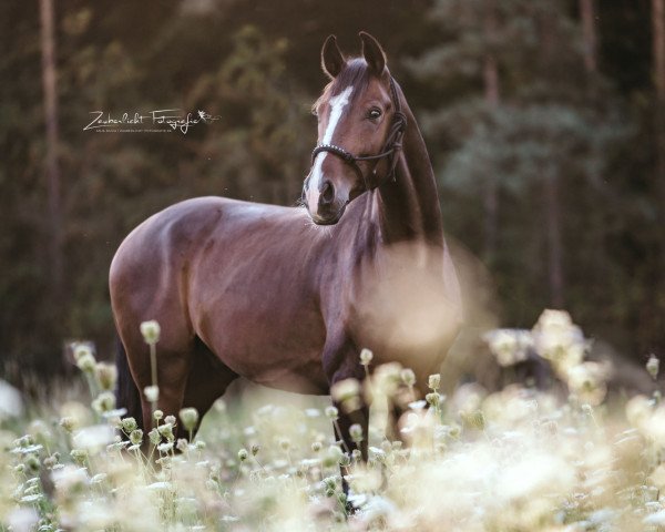 jumper Sir Rupert W (Czech Warmblood, 2014, from Sandro Classic)