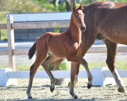 dressage horse Glamour-Girl (Oldenburg, 2020, from Glamourdale)