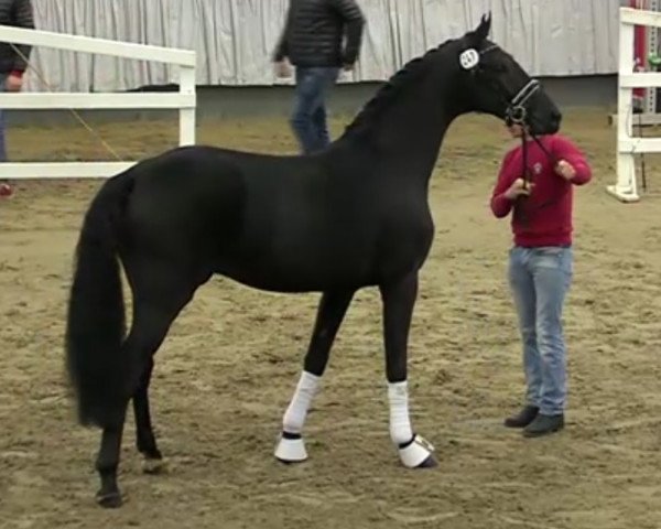 dressage horse Hengst von Morricone / Sir Donnerhall I (Hanoverian, 2017, from Morricone)