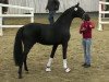 dressage horse Hengst von Morricone / Sir Donnerhall I (Hanoverian, 2017, from Morricone)