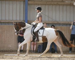 Pferd Camar Donna Diva (Trakehner, 2015, von Gabun)