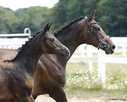 Pferd Camar Cadence (Anglo-Araber, 2020, von Arian Shah ox)