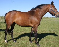 broodmare Vomaga (Holsteiner, 2005, from Quidam de Revel)