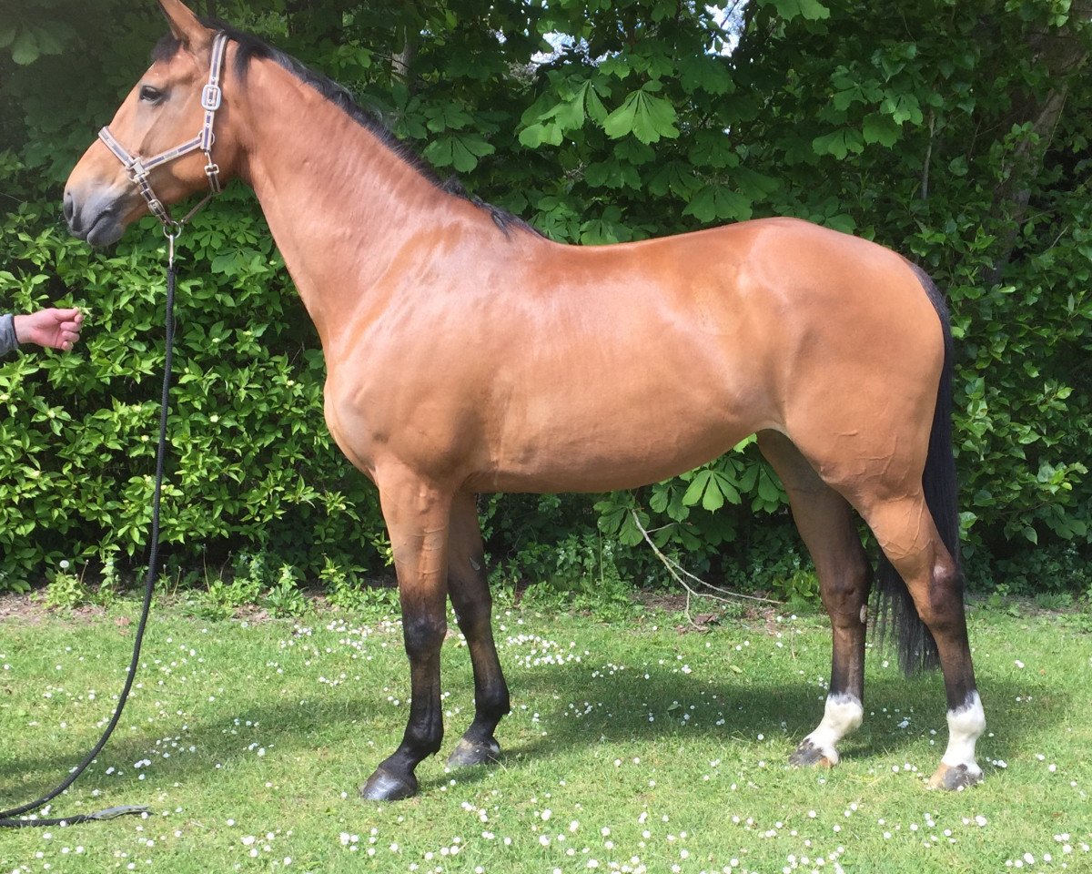 broodmare Queen Hertha (Holsteiner, 2015, from Baloubet du Rouet)