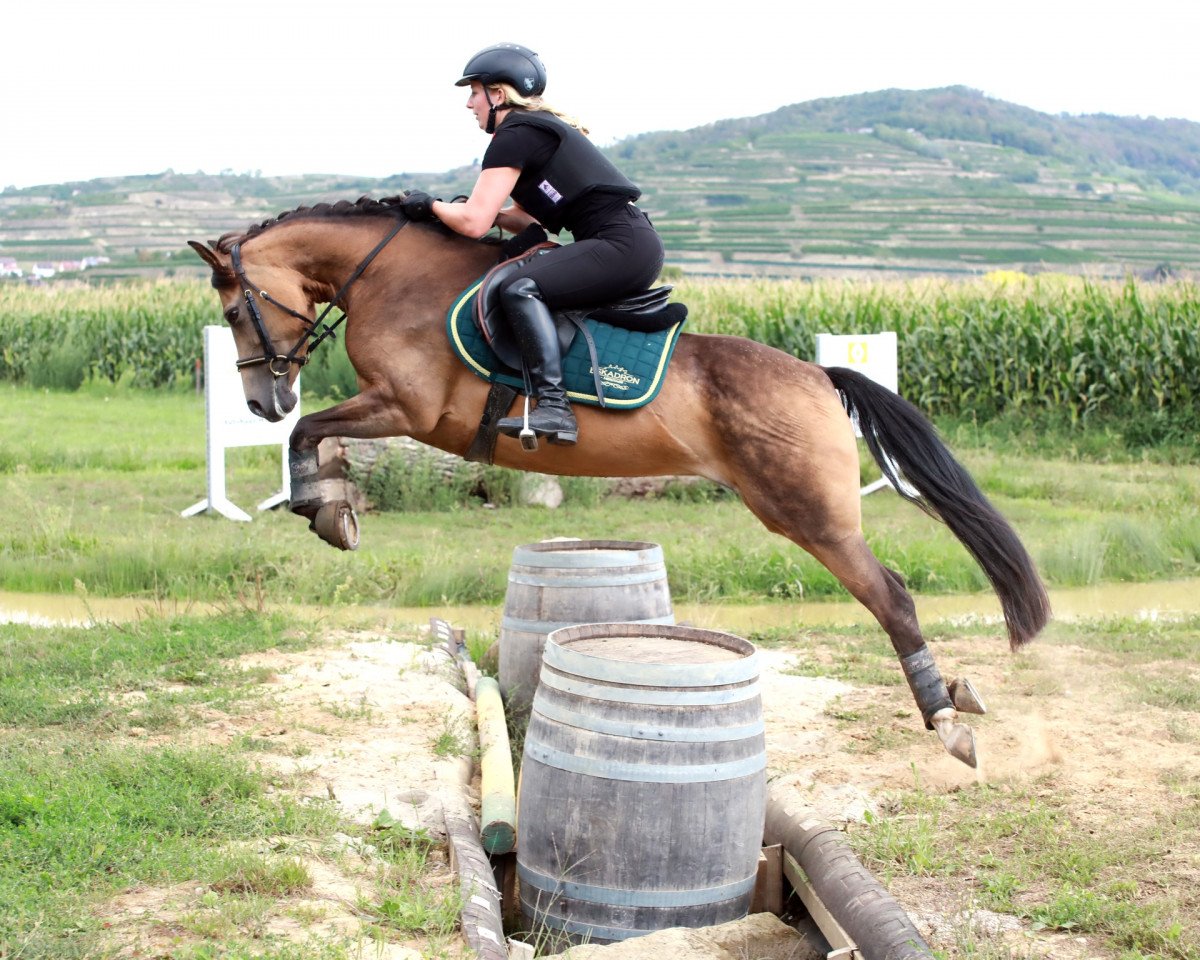 eventing horse Lucky Leaves Sparkling Hubble Bubble (German Riding Pony, 2012, from Strahlemann)