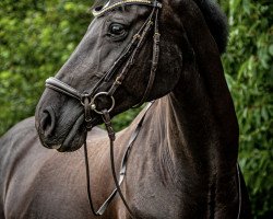 Springpferd Buenaventura 2 (Holsteiner, 2009, von Diarado)