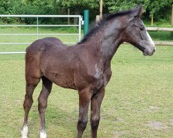 Springpferd Cramer (Westfale, 2019, von K.i Checkter)