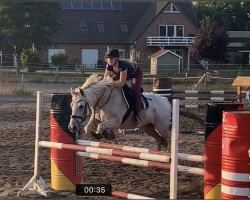 jumper Manolito 451 (German Riding Pony, 2006, from Auheim's Maximus)