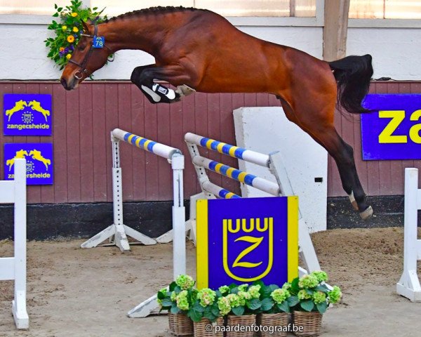 stallion Lotto Indebus Z (Zangersheide riding horse, 2017, from Lamm de Fétan)