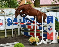 stallion Alexis de Mars (Selle Français, 2010, from Lamm de Fétan)