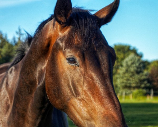 dressage horse Don Dylano (Hanoverian, 2017, from Don Index)