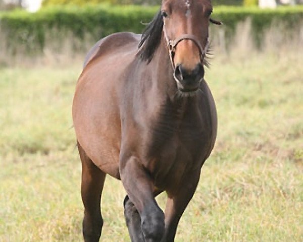 broodmare Urienne de Fetan (Selle Français, 2008, from Lamm de Fétan)