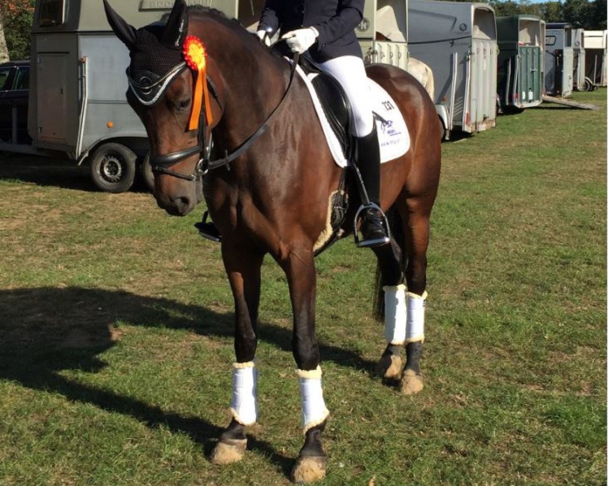 dressage horse Fürstin Primera R (Hanoverian, 2015, from Fürst Fohlenhof)