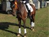 dressage horse Fürstin Primera R (Hanoverian, 2015, from Fürst Fohlenhof)