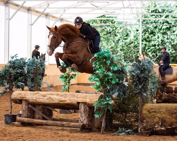 Springpferd Opio d'Alêne (Oldenburger Springpferd, 2014, von Ogano Sitte)