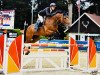 jumper Nababs Girl CB (Oldenburg show jumper, 2014, from Nabab de Rêve)