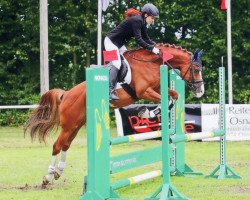 jumper Reitland's Athletico B (German Riding Pony, 2008, from Argentino 83)