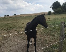 Pferd Tambina the Thunder in Paradies (Kleines deutsches Reitpferd, 2019, von El Sharin)