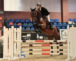 jumper Chester Son (Zangersheide riding horse, 2013, from VDL Groep Chester Z)