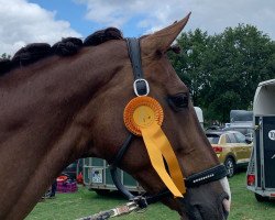 dressage horse Delarosa (Westfale, 2011, from Don Martino 4)