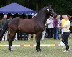 broodmare Spice Girl Tr (German Riding Pony, 2010, from Nemax)