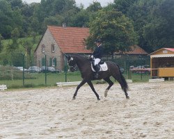 dressage horse van Helsing 15 (Hanoverian, 2007, from Valentino)