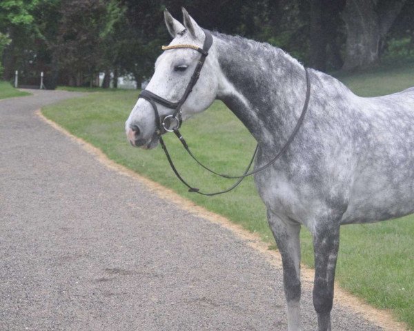 Springpferd Cest Amour (Deutsches Reitpferd, 2008, von Capilano)