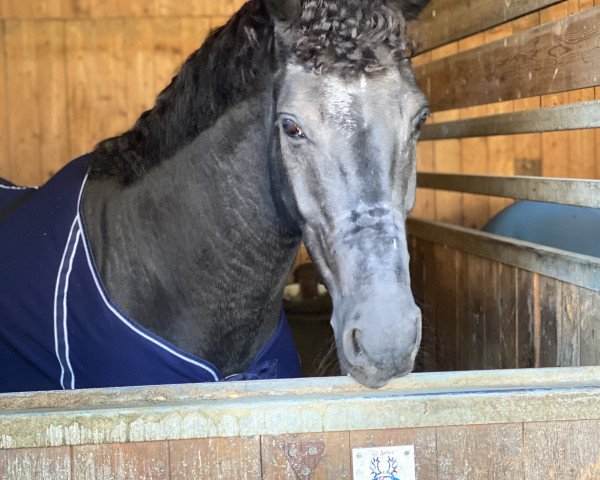 dressage horse Caz Filius (Hanoverian, 2011)