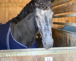 dressage horse Caz Filius (Hanoverian, 2011)