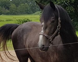 jumper Draconian Times Z (Zangersheide riding horse, 2017, from Dominator 2000 Z)