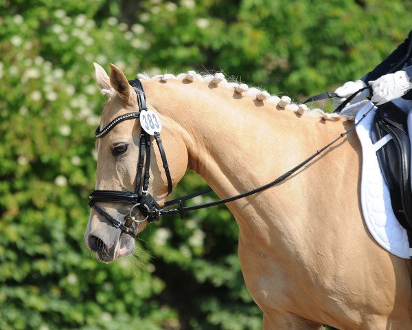 dressage horse Mölko's Charlotta (German Riding Pony, 2011, from Casino Royale K WE)