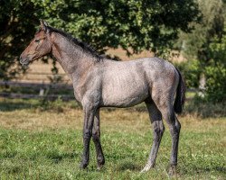 stallion Galvano (Hanoverian, 2020, from Grey Top)