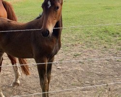 dressage horse Stute von Saint Cyr/T. / Weltregent H (Westphalian, 2020, from Saint Cyr)