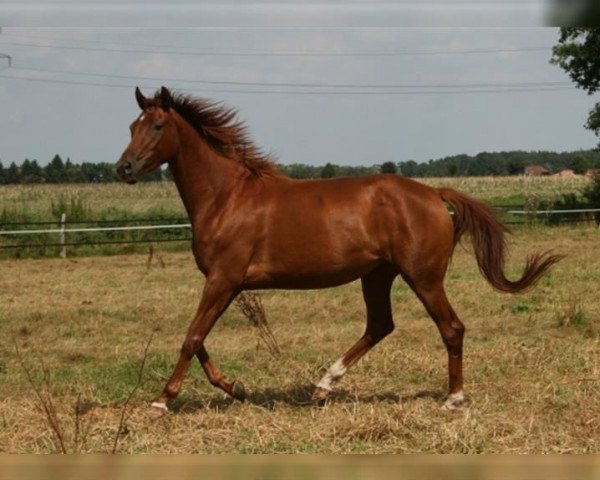 broodmare Danubian Flame (Trakehner, 2004, from Pret a Porter)