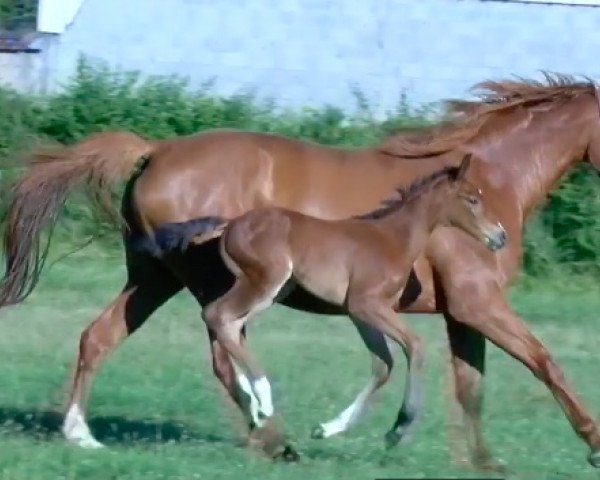 broodmare Calakhani Villa Rose (Selle Français, 2012, from Apache d'Adriers)