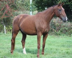 broodmare Elakhani Villa Rose (Selle Français, 2014, from Qlassic Bois Margot)