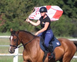 Pferd Gorgeous Bombproof Gelding (Polnisches Warmblut, 2014, von Album ox)