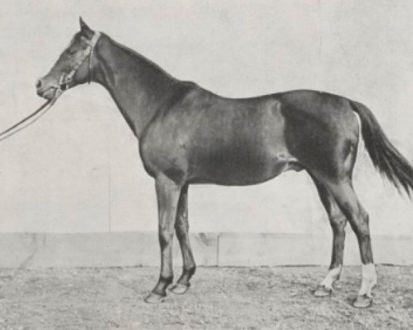 stallion Presto xx (Thoroughbred, 1901, from Rueil xx)