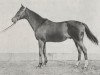 stallion Presto xx (Thoroughbred, 1901, from Rueil xx)