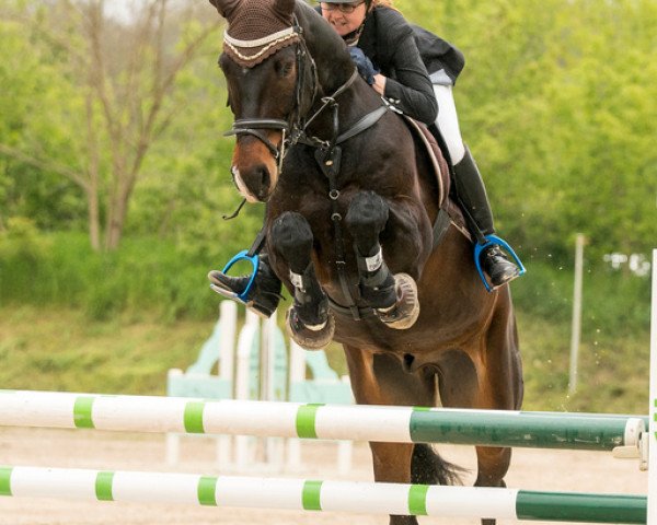 jumper Contreau 5 (German Sport Horse, 2009, from Contract)