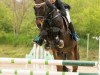 jumper Contreau 5 (German Sport Horse, 2009, from Contract)