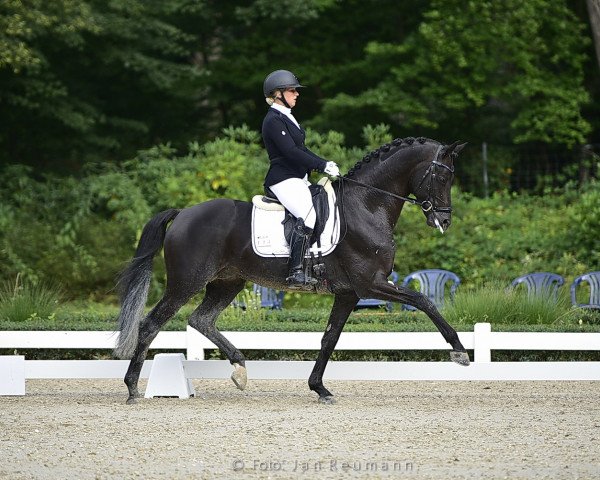 stallion Speedway 7 (Trakehner, 2014, from Schwarzgold)