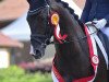 dressage horse Fred Astaire 25 (Trakehner, 2015, from Schwarzgold)