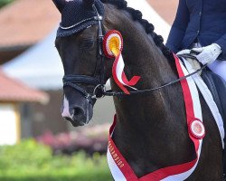 dressage horse Fred Astaire 25 (Trakehner, 2015, from Schwarzgold)