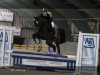 jumper Ka Dance (KWPN (Royal Dutch Sporthorse), 2015, from Cidane)