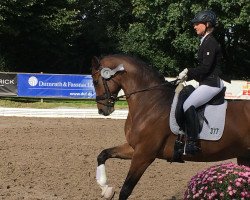 dressage horse D' Accord (Hanoverian, 2012, from Decurio 3)