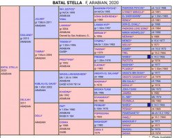 Zuchtstute Batal Stella (Vollblutaraber,  )