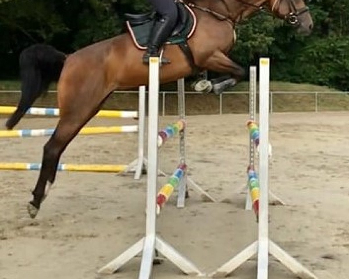 Springpferd Bermuda (Deutsches Reitpferd, 2012, von Berlin)