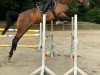 jumper Bermuda (German Warmblood, 2012, from Berlin)