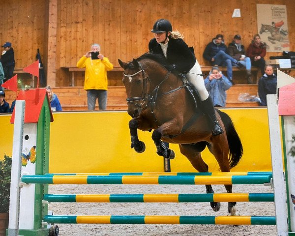 jumper Egano van Ter Heide (Belgian Warmblood, 2004, from Alibi de Laubry)